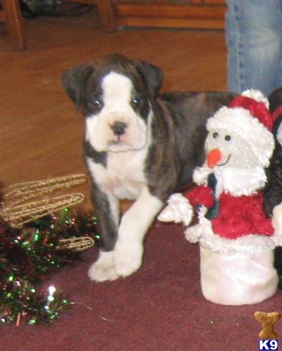 AKC Boxer Female #4 Rose